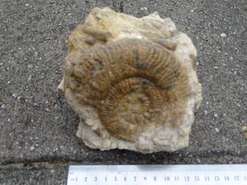Grote ammoniet(10x10)met 10 belemnieten in steen,180 milj.jr beschikbaar voor biedingen