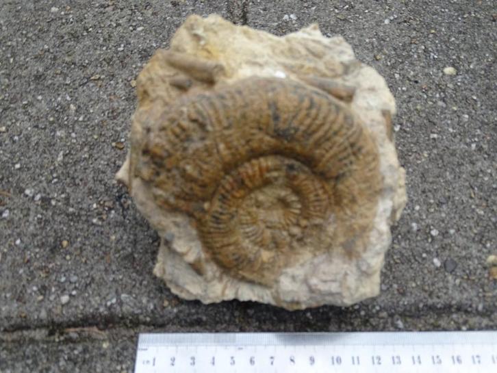 Grote ammoniet(10x10)met 10 belemnieten in steen,180 milj.jr, Verzamelen, Mineralen en Fossielen, Fossiel, Ophalen of Verzenden