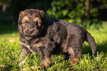 Pups Kruising leonberger x kruising tibetaanse mastiff beschikbaar voor biedingen