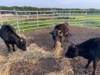 dieren, Dieren en Toebehoren, Runderen, Mannelijk, 0 tot 2 jaar