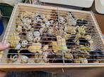 Chinese en japanse kwartels!, Dieren en Toebehoren, Vogels | Overige Vogels, Geslacht onbekend, Tropenvogel