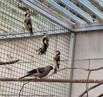 Goudvink pop en putters, Dieren en Toebehoren, Meerdere dieren, Wildzangvogel