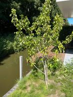 Perenboom, Tuin en Terras, Planten | Bomen, Ophalen, Volle zon, Overige soorten, 100 tot 250 cm
