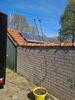 Appel boom, Tuin en Terras, Planten | Bomen, Ophalen, Lente, Volle zon, Overige soorten
