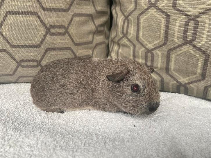 Zilveragouti cavia zeugje, Dieren en Toebehoren, Knaagdieren, Vrouwelijk, Cavia, Oktober, Tam