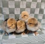 4x Brahmakriel hen kuikens cloaca gesekst & Marek geënt, Vrouwelijk, Kip