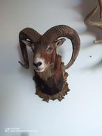 Kapitale Moeflon Ram !, Ophalen of Verzenden