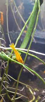Gele zoetwater garnalen., Dieren en Toebehoren, Vissen | Aquariumvissen, Kreeft, Krab of Garnaal