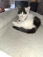 Prachtig Maine Coon poesje, Dieren en Toebehoren, Katten en Kittens | Raskatten | Langhaar, Poes, Ontwormd, 0 tot 2 jaar