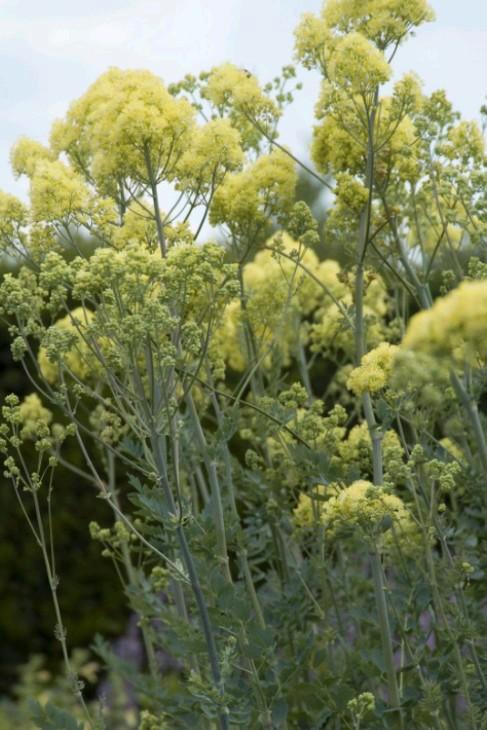 Thalictrum flavum glaucum, Poelruit in pot, Tuin en Terras, Planten | Tuinplanten, Vaste plant, Overige soorten, Volle zon, Lente