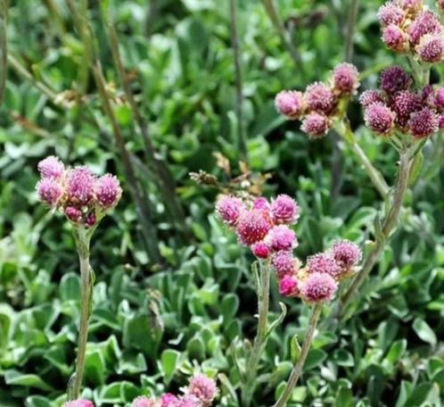 kattenpootjes, antenaria, Tuin en Terras, Planten | Tuinplanten, Overige soorten, Volle zon, Zomer, Ophalen