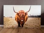 Groot Canvas Schilderij - Schotse Hooglander, Ophalen, 125 cm of meer, Zo goed als nieuw, Schilderij