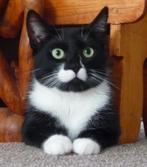 vermist kater, Dieren en Toebehoren, Vermiste en Gevonden Dieren, Kat