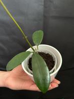 Hoya meliflua, Overige soorten, Minder dan 100 cm, Ophalen of Verzenden, Halfschaduw