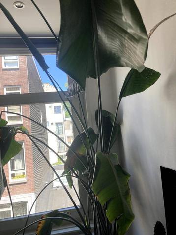 Grote Witte Paradijsvogelplant kamerplant beschikbaar voor biedingen