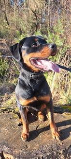 Rottweiler reu 3 jaar oud, Dieren en Toebehoren, Honden | Bulldogs, Pinschers en Molossers, Reu, Eén hond, 3 tot 5 jaar, Rottweiler