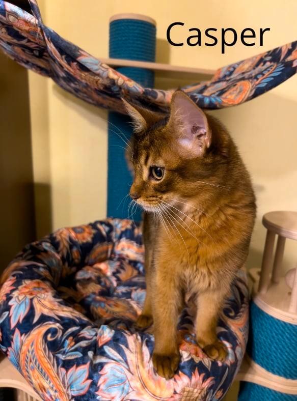 Somali kittens, Dieren en Toebehoren, Katten en Kittens | Overige Katten, Meerdere dieren