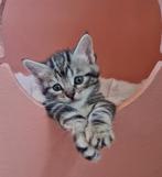 Siberische boskat X kittens, Dieren en Toebehoren, Katten en Kittens | Raskatten | Korthaar, Meerdere dieren, Ontwormd, 0 tot 2 jaar