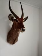waterbok opgezette dieren, Verzamelen, Ophalen of Verzenden, Gebruikt, Hert, Opgezet dier
