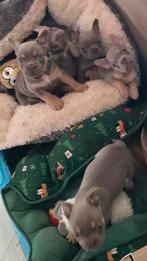 🥰 Super mooie isabella and tan franse bulldog pups 🥰, CDV (hondenziekte), 8 tot 15 weken, Bulldog, Meerdere