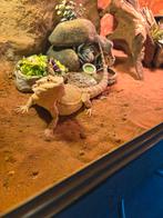 Geweldige lieve, mooie Baardagaam, Dieren en Toebehoren, Reptielen en Amfibieën, Hagedis, 0 tot 2 jaar