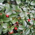 Dwergmispel, cotoneaster dammeri, bodembedekkers, Tuin en Terras, Bodembedekkers, Vaste plant, Ophalen of Verzenden, Halfschaduw