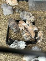 Lieve baby hangoorkonijntjes, Dieren en Toebehoren, Konijnen