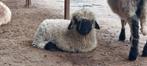Walliser schwarznase ram lam, Dieren en Toebehoren, Schapen, Geiten en Varkens, Mannelijk, Schaap, 0 tot 2 jaar