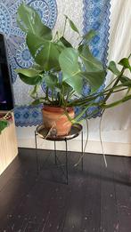 Monstera met gouden mandela kruk, Ophalen, Zo goed als nieuw, Rond, Minder dan 60 cm