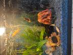 Aqariu.met vissen en toebehoren, Dieren en Toebehoren, Vissen | Aquariumvissen, Vis, Zoetwatervis