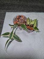 Hoya bella aneke + lida buis, Ophalen of Verzenden, Overige thema's, Pons of Mal