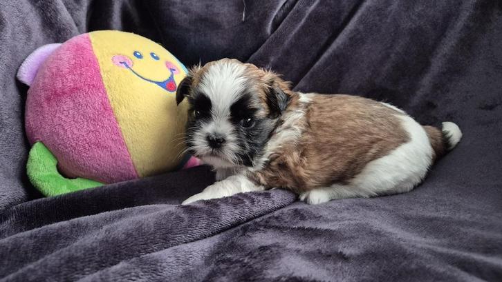 Shih Tzu Puppy Reutje, Dieren en Toebehoren, Honden | Chihuahua's en Gezelschapshonden, Reu, Overige rassen, Particulier, Eén hond