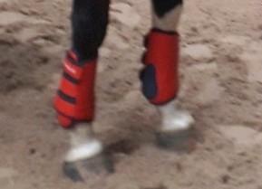 Hv polo beschermers rood maat M, Dieren en Toebehoren, Paarden en Pony's | Beschermers, Gebruikt, Ophalen of Verzenden
