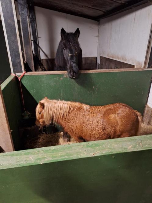 Gezocht Verzorger/Bijrijder voor Belgisch Trekpaard 16+, Dieren en Toebehoren, Paarden en Pony's | Overige Paardenspullen, Nieuw