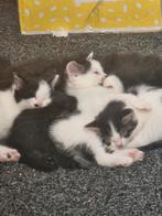 Main coon mix kittens, Dieren en Toebehoren, Katten en Kittens | Overige Katten, Meerdere dieren