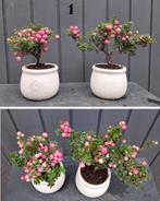 4 Sneeuwbessen Bonsai- Symphoricarpos- 3 Kleuren, Tuin en Terras, Planten | Bomen, In pot, Herfst, Halfschaduw, Minder dan 100 cm