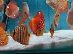 Discus Blue Turquoise, Symphysodon Discus Blue Turquoise, Dieren en Toebehoren, Vis, Zoetwatervis