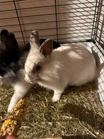 2 lieve jonge dwerg voskonijntjes per direct, Dieren en Toebehoren, Konijnen, Vrouwelijk, Dwerg
