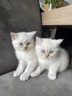 Britisch Korthaar Kittens, Dieren en Toebehoren, Katten en Kittens | Raskatten | Korthaar, Meerdere dieren, Ontwormd
