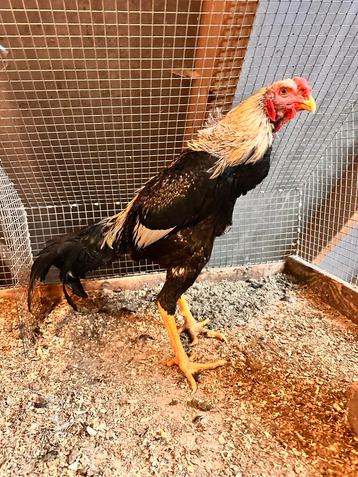 Prachtige Indio Gigante haan - ca. 6 maanden beschikbaar voor biedingen