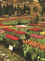 942207 Breezand NH 1968 lentetuin Nette oude kaart, Verzamelen, Ansichtkaarten | Nederland, Ophalen of Verzenden, 1960 tot 1980