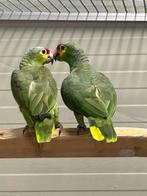 2-0 Split geelwang amazone split voor Lutino, Meerdere dieren, Papegaai, Geringd
