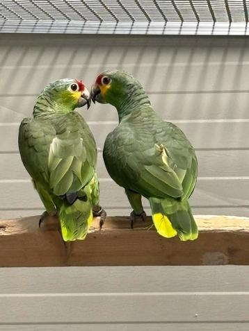 2-0 Split geelwang amazone split voor Lutino beschikbaar voor biedingen