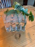 stekjes Scindapsus pictus trebie, Groene kamerplant, Ophalen, Overige soorten, Minder dan 100 cm