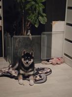 Pomsky teefje, 8 tot 15 weken, Teef, Eén hond, Nederland