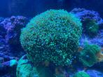 Euphyllia druif koraal, Zoutwatervis