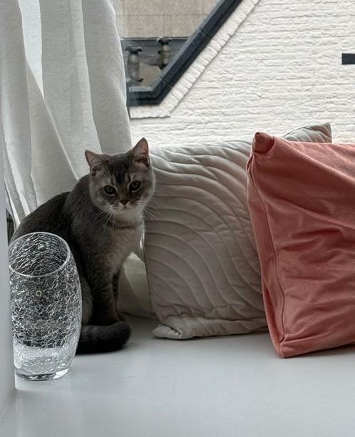 Britse Korthaar Dekkater beschikbaar- NIET TE KOOP!, Dieren en Toebehoren, Katten en Kittens | Raskatten | Korthaar, Kater, Ontwormd