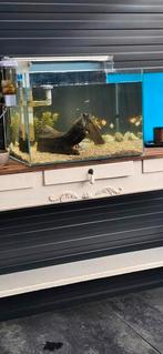 Aquarium, Dieren en Toebehoren, Vissen | Aquariumvissen, Vis