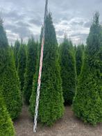Thuja occidentalis Smaragd coniferen, Ophalen of Verzenden, Conifeer, 100 tot 250 cm