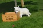 Samojeed pups nieuw nestje, 15 weken tot 1 jaar, Buitenland, Meerdere, Meerdere dieren